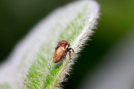 Membracidae insects on green leaf in the wild