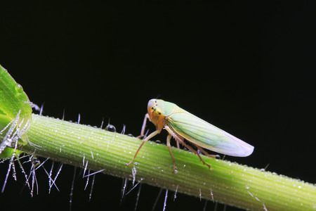 Cicadella viridis on plant in the wildの写真素材