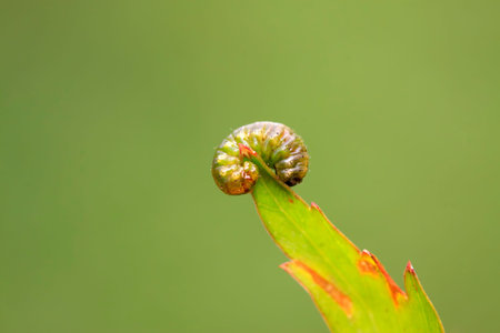 tiny insects on plant in the wild