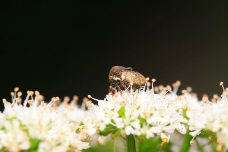Membracidae insects on green leaf in the wild
