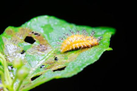 Epilachna vigintioctopunctata on plant in the wildの写真素材
