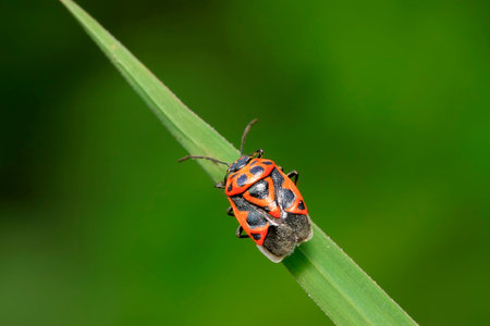 stinkbug on green leaf in the wild
