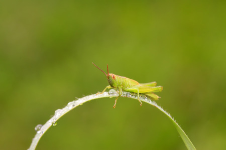 Oxyachinensis on plant in the wildの写真素材
