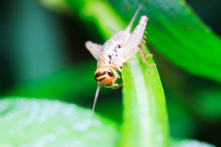 Gryllus larvae on plant in the wild