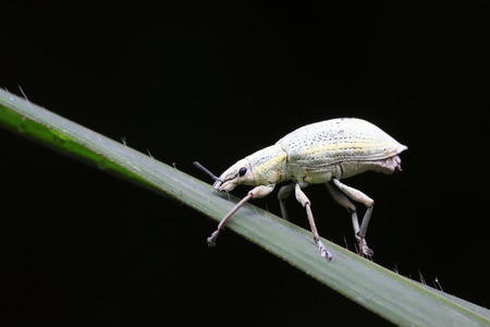 weevil on plant in the wildの写真素材