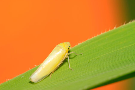 Cicadella viridis on plant in the wildの写真素材