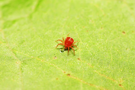 red mite on plant in the wildの写真素材