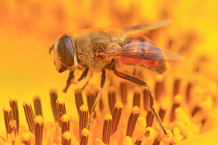 Syrphidae on plant in the wildの写真素材