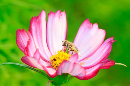 Syrphidae on plant in the wild