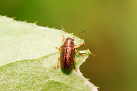 leaf beetle on plant in the wild