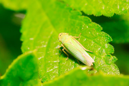 Cicadella viridis on plant in the wildの写真素材