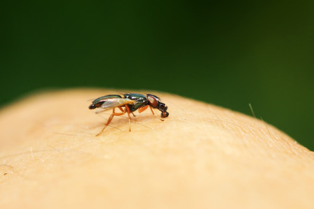 Platystomatidae on plant in the wildの写真素材
