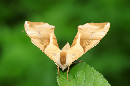 Bean hawkmoth on green leaf in the wildの写真素材