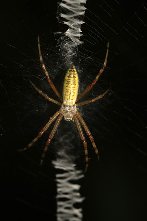 Argiope bruennichi larvae on a spider webの写真素材