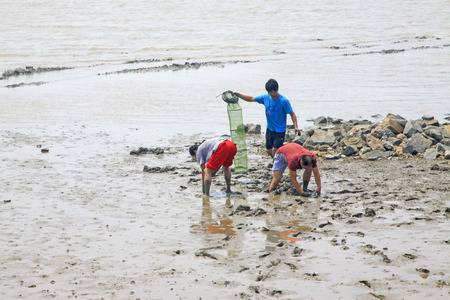 Luannan - July 26: people gathering shellfish in the seaside, on July 26, 2015, luannan county, hebei province, Chinaのeditorial素材