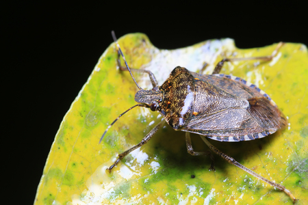 stinkbug on plant in the wildのeditorial素材