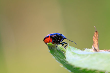 Zicrona caerulea on plant in the wild