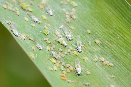Hormaphidae insects on plant in the wildの写真素材
