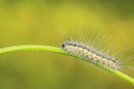 caterpillar on green leaf, closeup of photoの写真素材