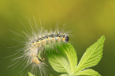 caterpillar on green leaf, closeup of photoの写真素材