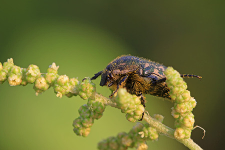 chafer on green leaf in the wildの写真素材