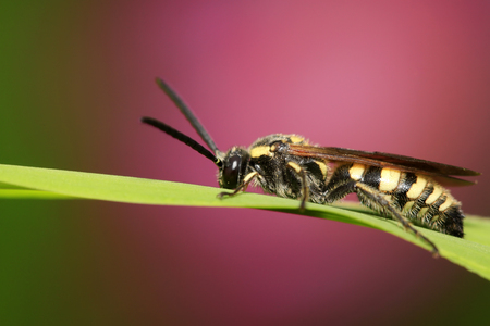 Aegeriidae insects on plant in the wildの写真素材