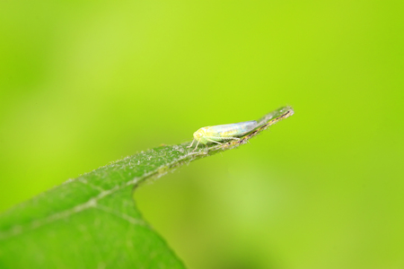 Jacobiasca formosana on plant in the wildの写真素材