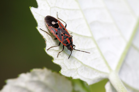 stinkbug on plant in the wildの写真素材