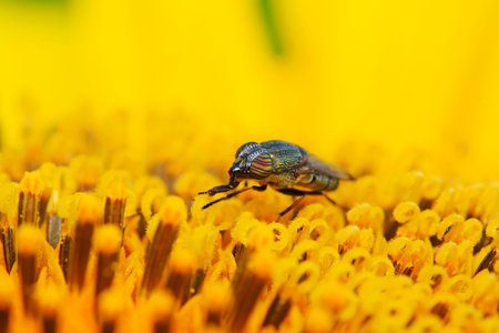 Stomorhina obsoleta on green plant