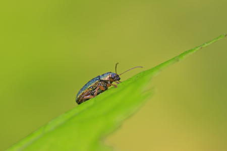 leaf insect on plant in the wildの写真素材