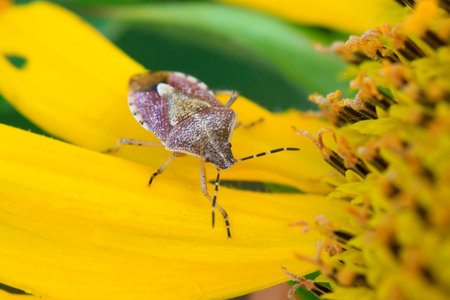 stinkbug on green leaf in the wild