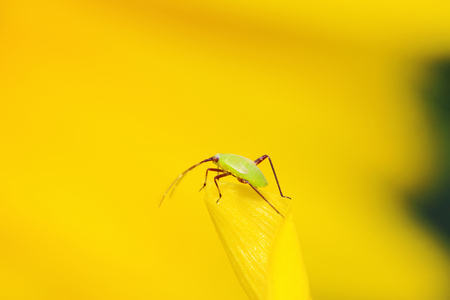stinkbug on green leaf in the wildの写真素材
