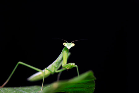 Mantis larvae on plant in the wild