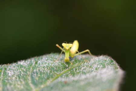 Mantis larvae on plant in the wildの写真素材