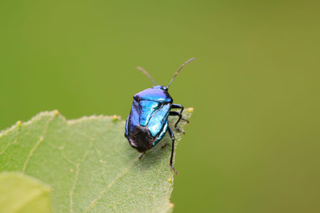 Zicrona caerulea on plant in the wild
