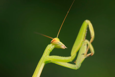 Mantis larvae on plant in the wild