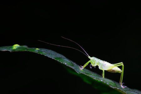 longhorned grasshoppers nymphs on green leaf in the wild
