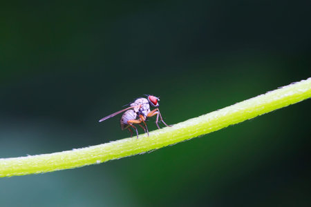 trypetid on plant in the wild