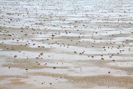 Small crabs on the beachの写真素材