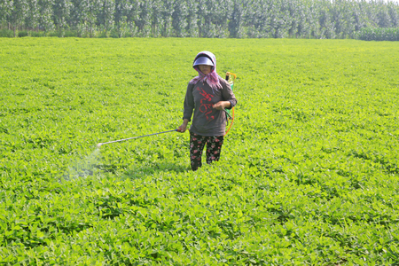 farmer in the spraying foliar fertilizerのeditorial素材