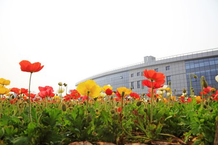 corn poppy flowers and buildings, closeup of photoのeditorial素材