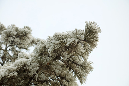 Pine in the snowの写真素材
