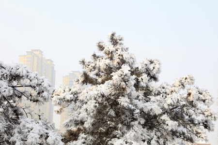 Pine in the snowの写真素材