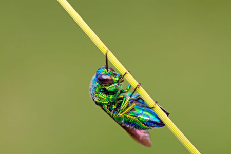 Chrysis shanghaiensis on green leaves in the wild
