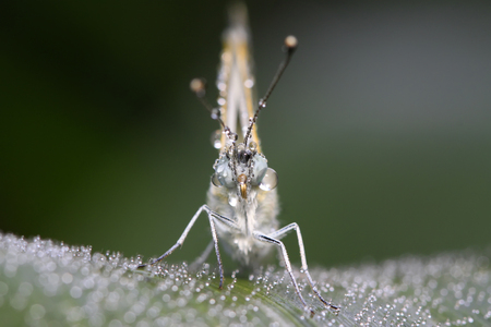 Pontia daplidice on green plant in the wildの写真素材