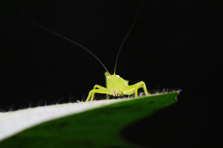longhorned grasshoppers nymphs on green leaf in the wildの写真素材