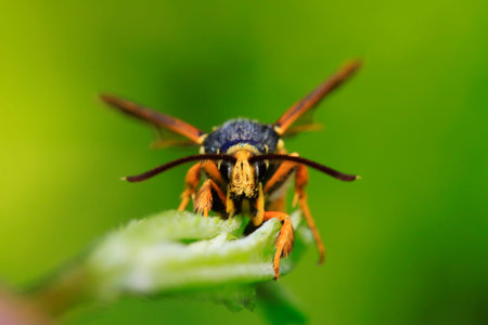 Aegeriidae insects on plant in the wild