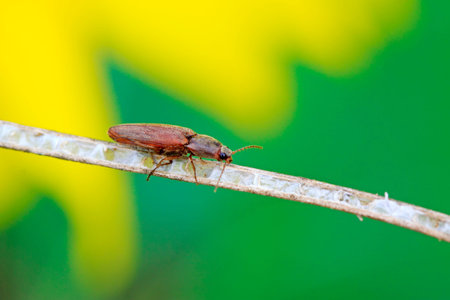 buckle beetles on green leaf in the wild
