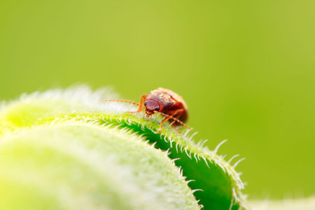buckle beetles on green leaf in the wild