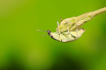 weevil on plant in the wild